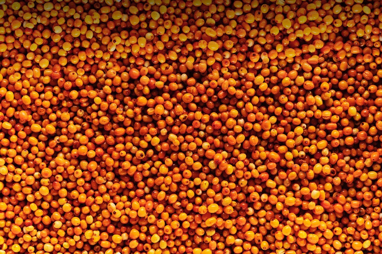 leckere, saure Sanddorn Beeren