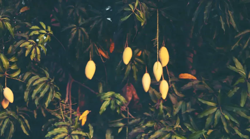 Hier kann man einen Baum mit reifen Mangos sehen