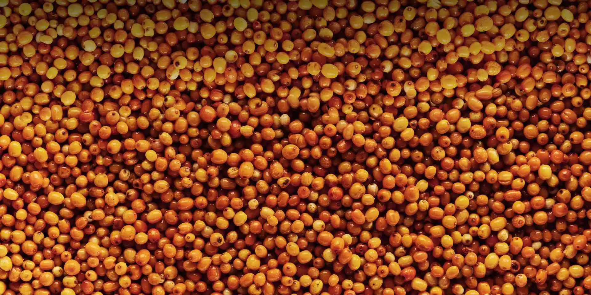 Flotte orange Havtorn bær er en syrlig råvarer