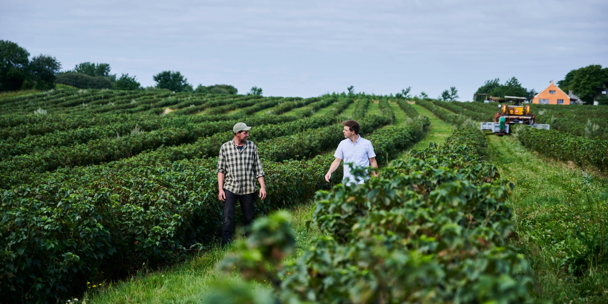 Schwarzes Johannisbeeren Feld in Kjellerup, von dem Kastbergs ihre Johannisbeeren beziehen
