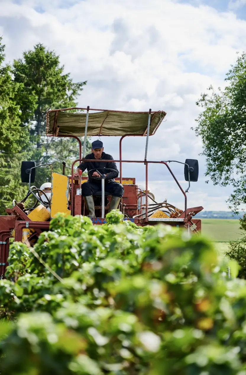 Solbærhøst til Kastbergs sorbet