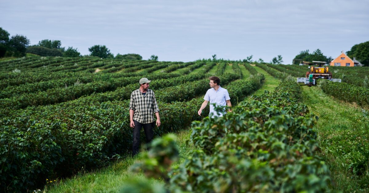 Zwartebessenjam en zwartebessensorbet
