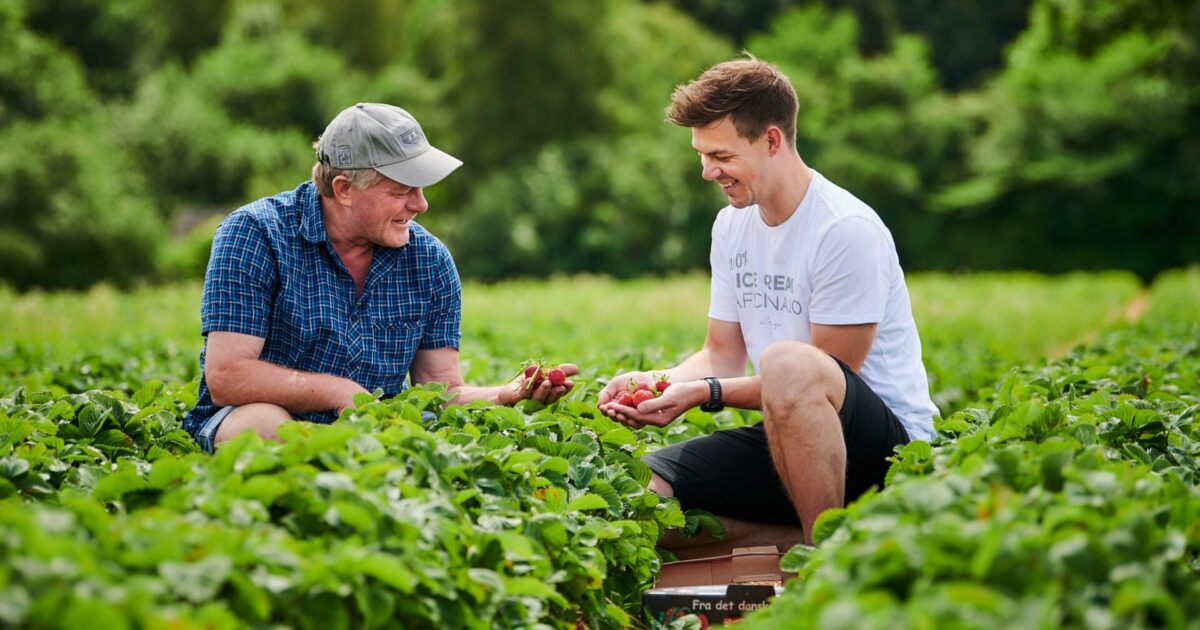 Picking strawberries at Samsø, Denmark