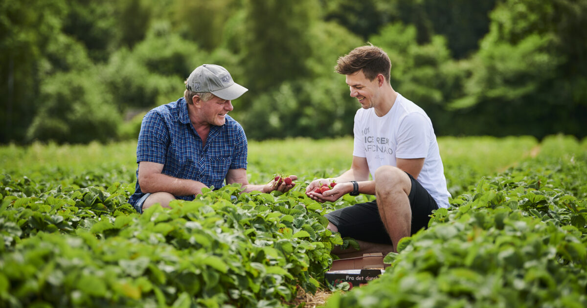 Deense Honeoye Aardbeien van Samsø