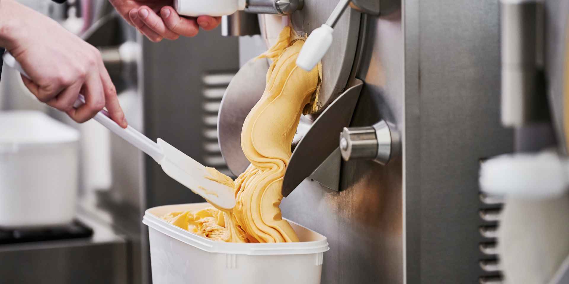 The Sea Buckthorn Bush