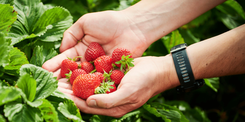 Danish Honeoye Strawberries from Samsø