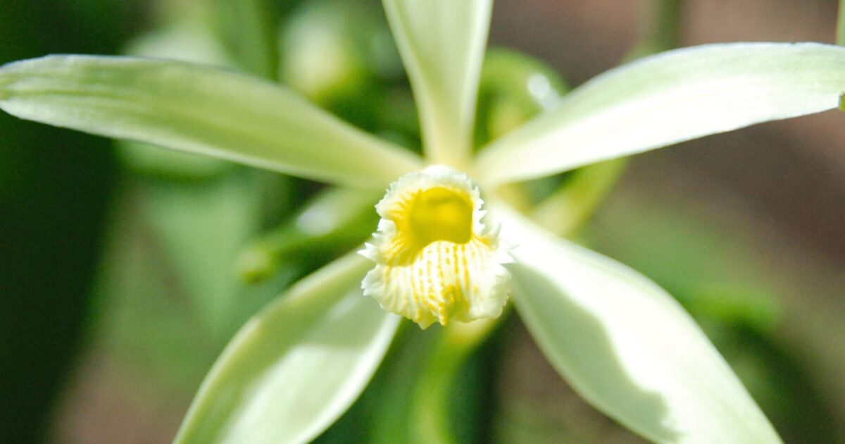 Vanilla orchid